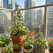 Honeycomb Pattern Plastic Plant Trellis Pack Of 2 / Ruchi