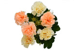 Refreshing Ceramic Home Decor Pot / Ruchi